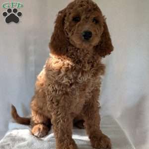 Maggie, Goldendoodle Puppy