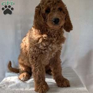 Maggie, Goldendoodle Puppy