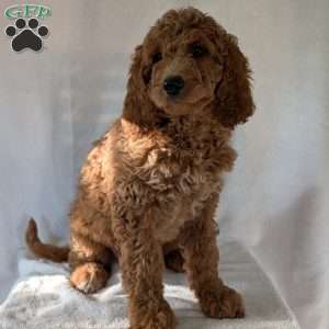 Maggie, Goldendoodle Puppy