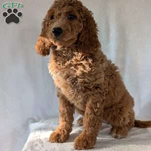 Maggie, Goldendoodle Puppy