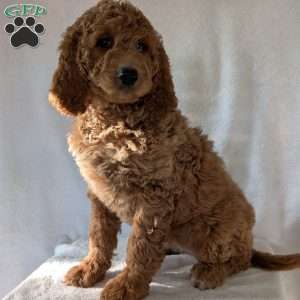 Maggie, Goldendoodle Puppy