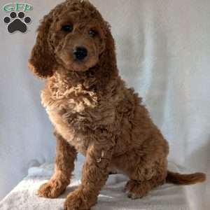 Maggie, Goldendoodle Puppy