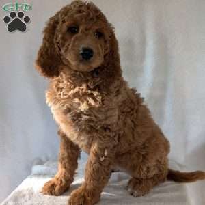 Maggie, Goldendoodle Puppy