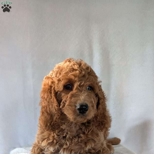 Maggie, Goldendoodle Puppy
