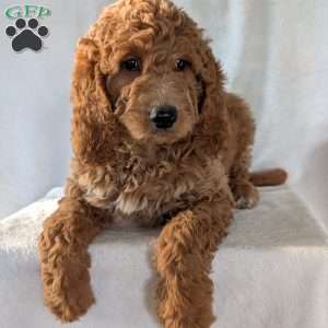 Maggie, Goldendoodle Puppy