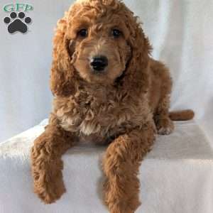Maggie, Goldendoodle Puppy
