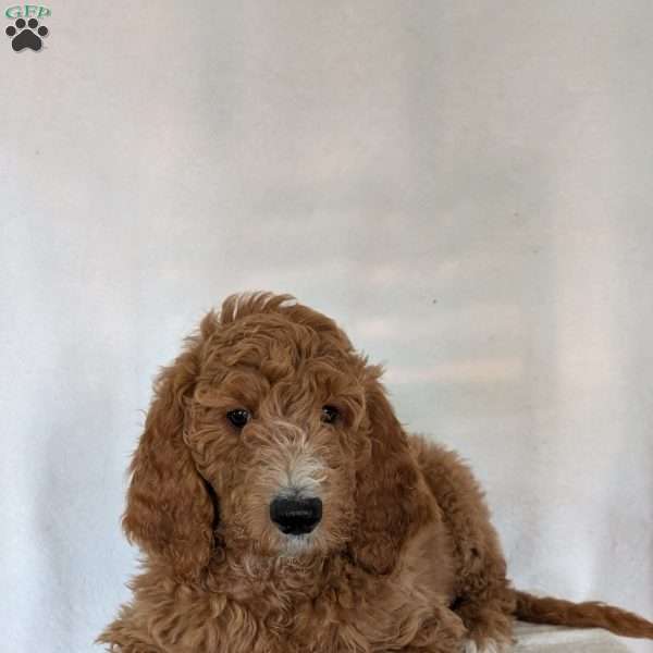 Asher, Goldendoodle Puppy