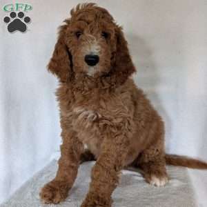 Asher, Goldendoodle Puppy