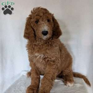 Asher, Goldendoodle Puppy