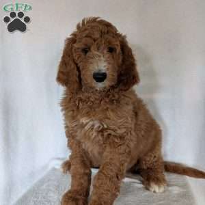 Asher, Goldendoodle Puppy