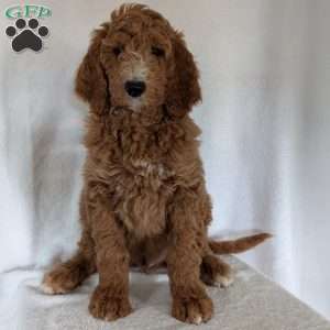 Asher, Goldendoodle Puppy