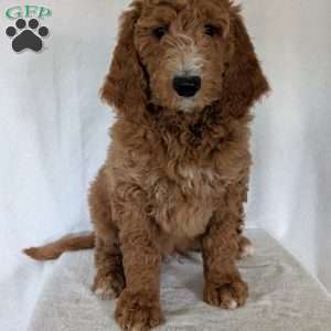 Asher, Goldendoodle Puppy