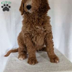 Asher, Goldendoodle Puppy