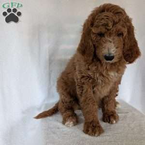 Asher, Goldendoodle Puppy