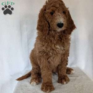 Asher, Goldendoodle Puppy