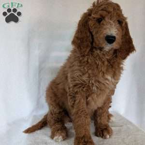 Asher, Goldendoodle Puppy
