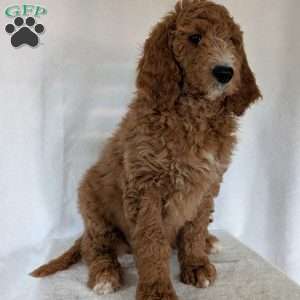 Asher, Goldendoodle Puppy