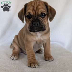 Chuck, Puggle Puppy