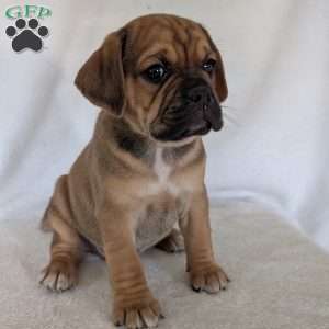 Chuck, Puggle Puppy