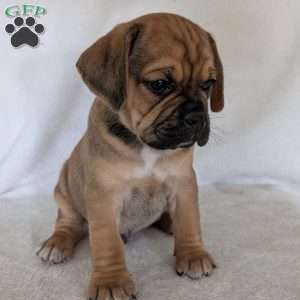 Chuck, Puggle Puppy