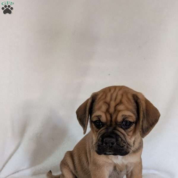 Chuck, Puggle Puppy