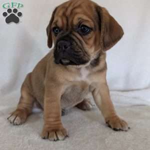 Chuck, Puggle Puppy