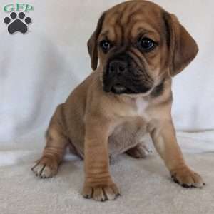 Chuck, Puggle Puppy