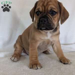Chuck, Puggle Puppy