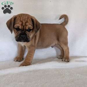 Chuck, Puggle Puppy