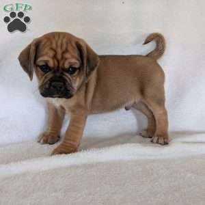 Chuck, Puggle Puppy