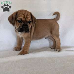 Chuck, Puggle Puppy