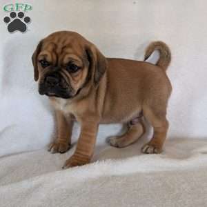 Chuck, Puggle Puppy