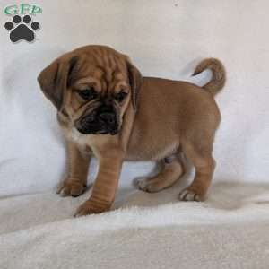 Chuck, Puggle Puppy