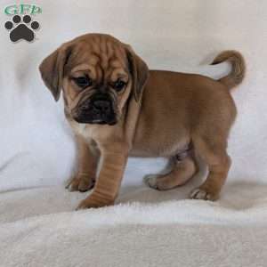 Chuck, Puggle Puppy