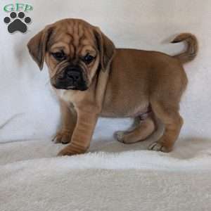 Chuck, Puggle Puppy