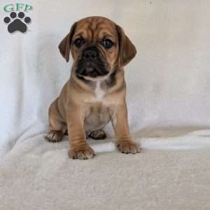 Chuck, Puggle Puppy