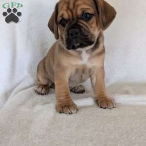 Chuck, Puggle Puppy