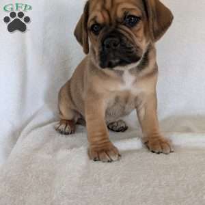 Chuck, Puggle Puppy