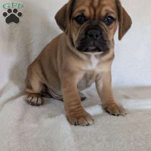 Chuck, Puggle Puppy