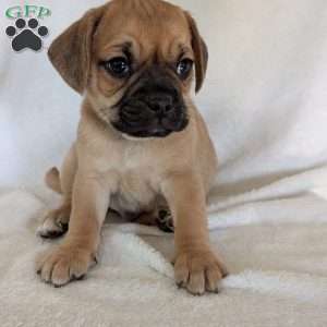 Chance, Puggle Puppy