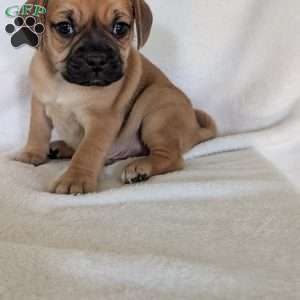 Chance, Puggle Puppy
