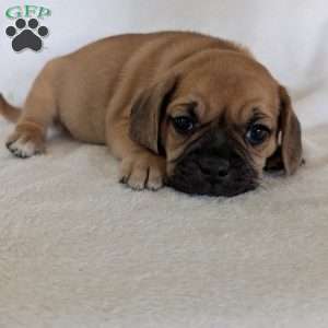 Chance, Puggle Puppy