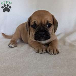 Chance, Puggle Puppy