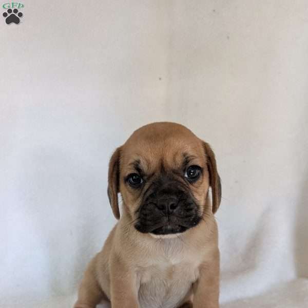 Chance, Puggle Puppy