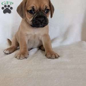 Chance, Puggle Puppy