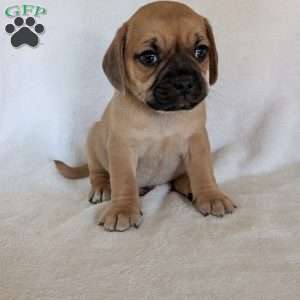 Chance, Puggle Puppy