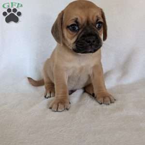 Chance, Puggle Puppy