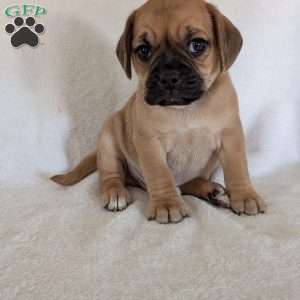 Chance, Puggle Puppy
