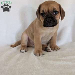 Chance, Puggle Puppy