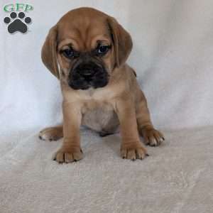 Chase, Puggle Puppy